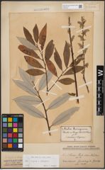 Foto von Salix caprea L. x Salix eleagnos Scop.
